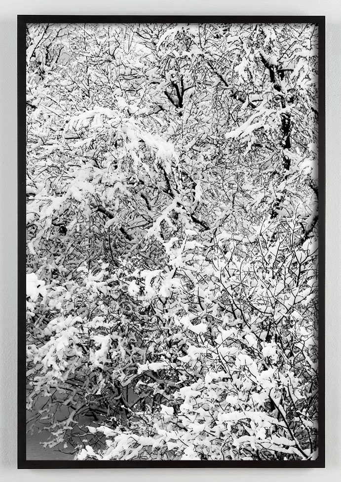 Snow on Trees Photograph