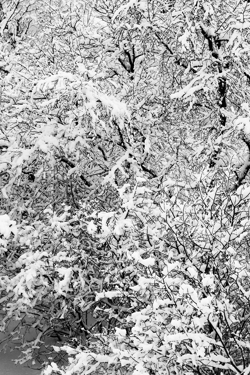 Snow on Trees Photograph