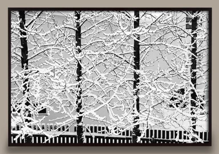 Snow on Trees Photograph