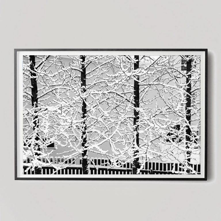 black and white icy trees winter