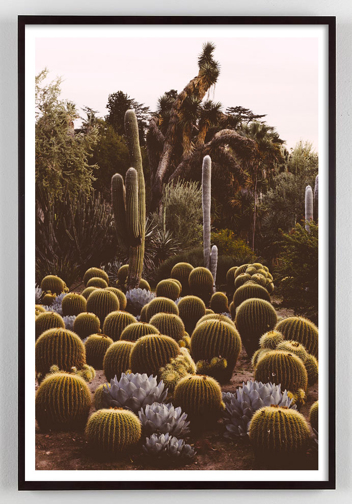 California Cactus photograph