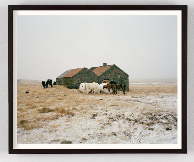 Icelandic horses