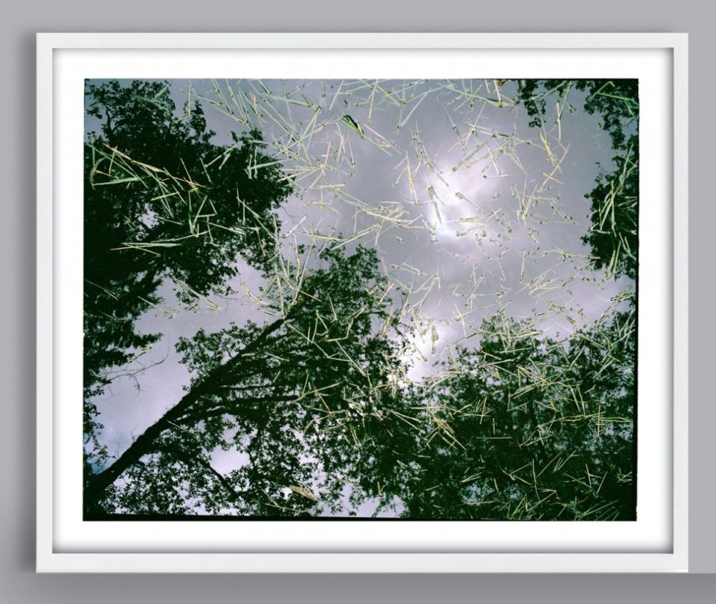 reflection of trees photograph