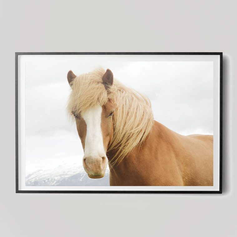 close-up horse portrait photograph