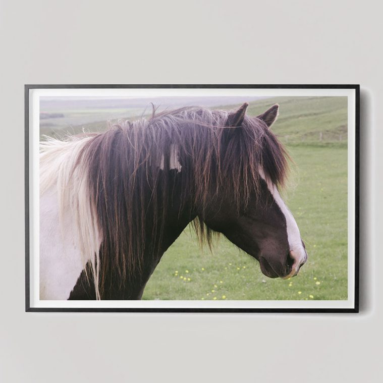 brown horse head photograph
