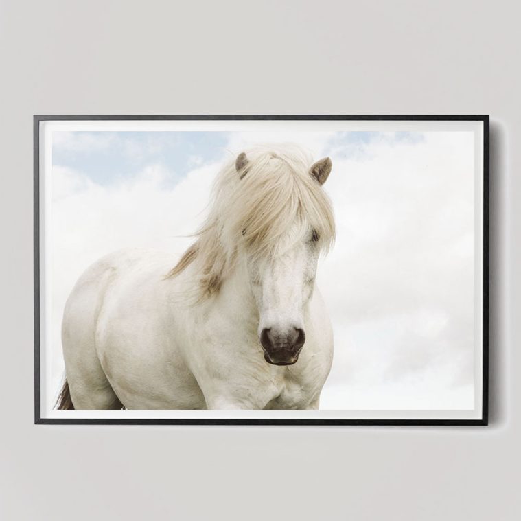 white horse photograph