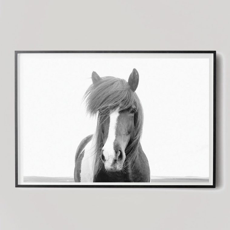 black and white icelandic horse photograph