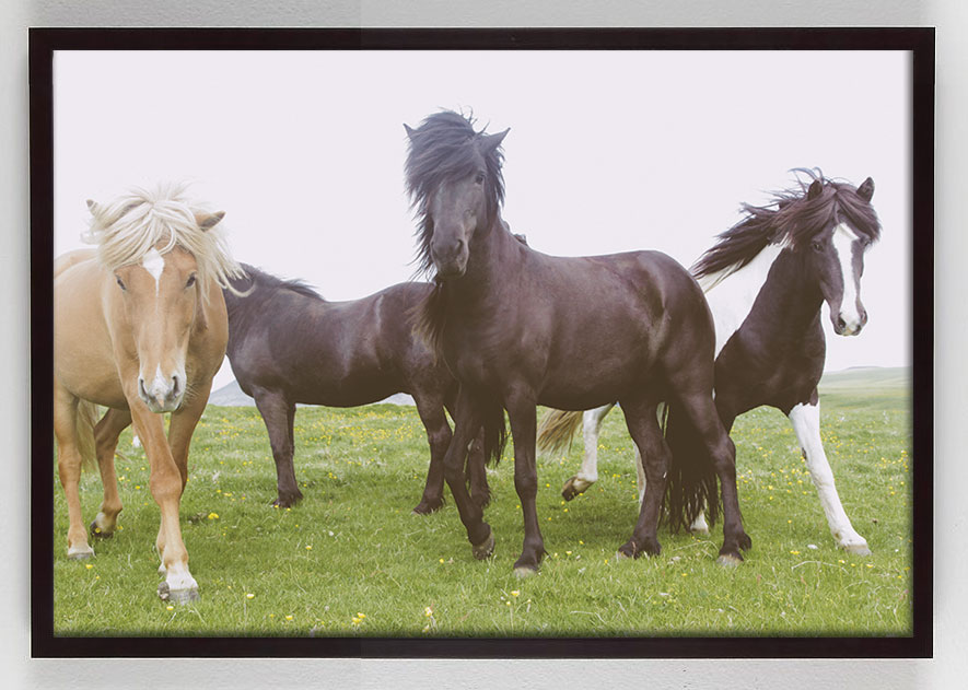 photograph of group of horses