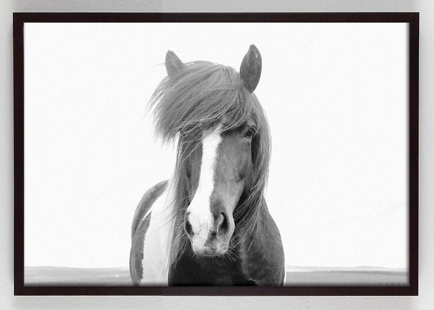 black and white photograph of Horse with white stripe