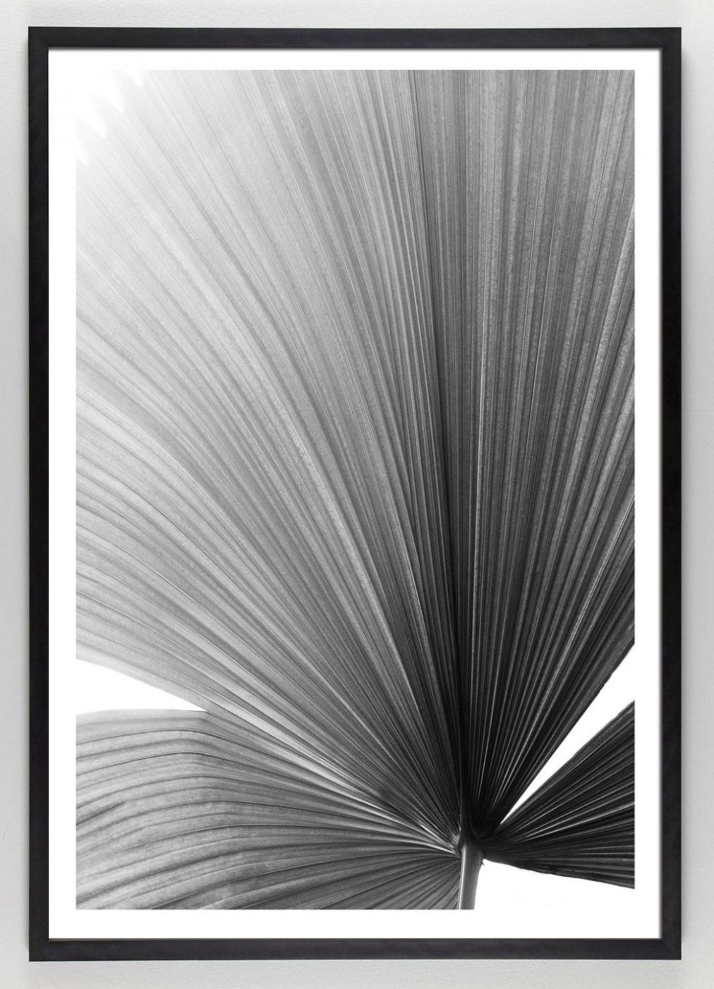 Black and White Palm Frond Art