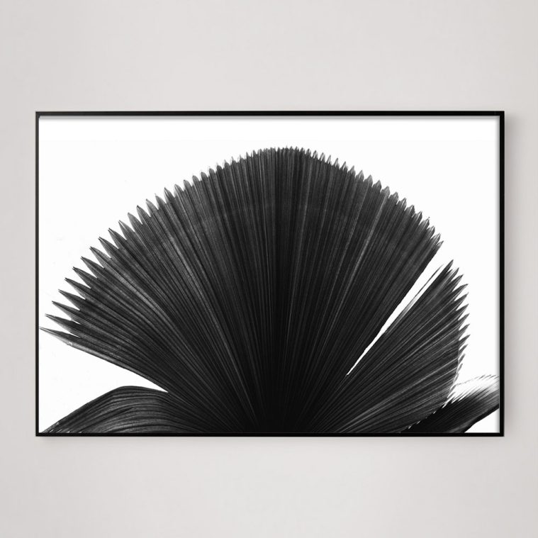 large black and white palm frond photo