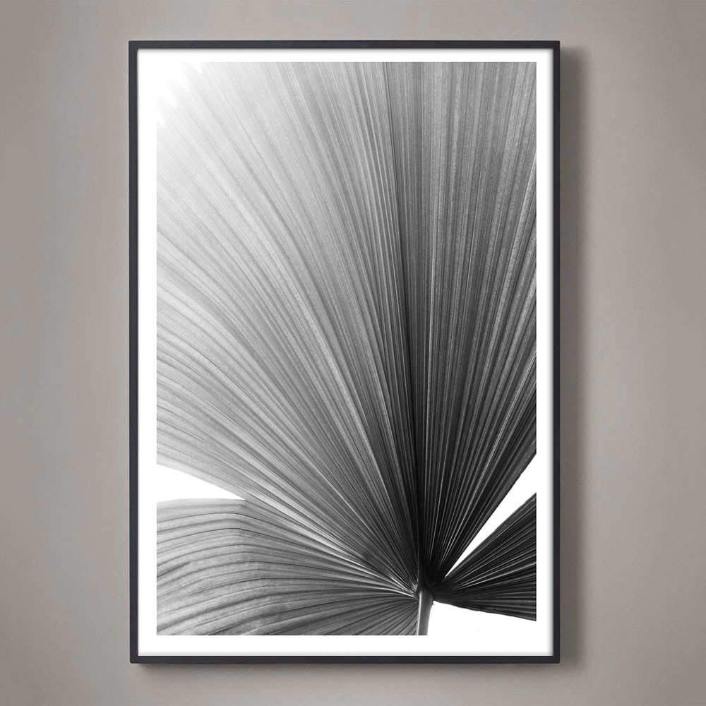 black and white palm frond photograph