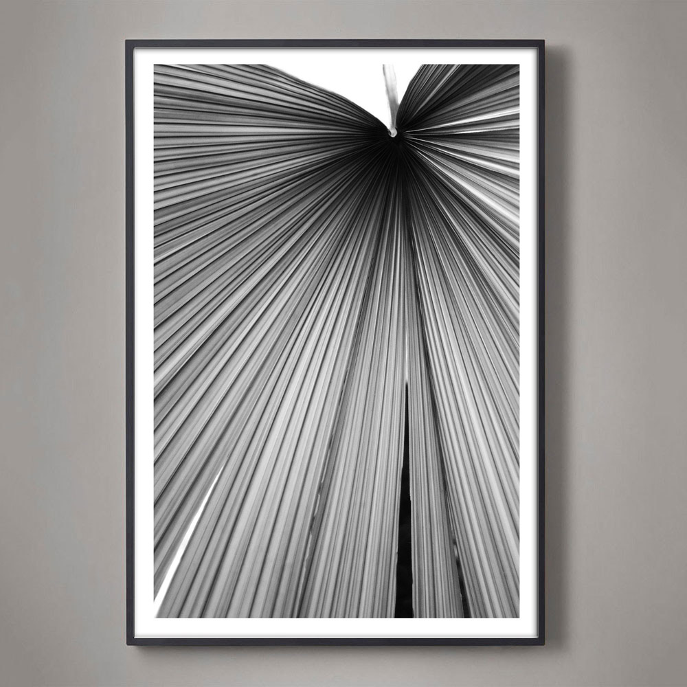 black and white palm frond photograph