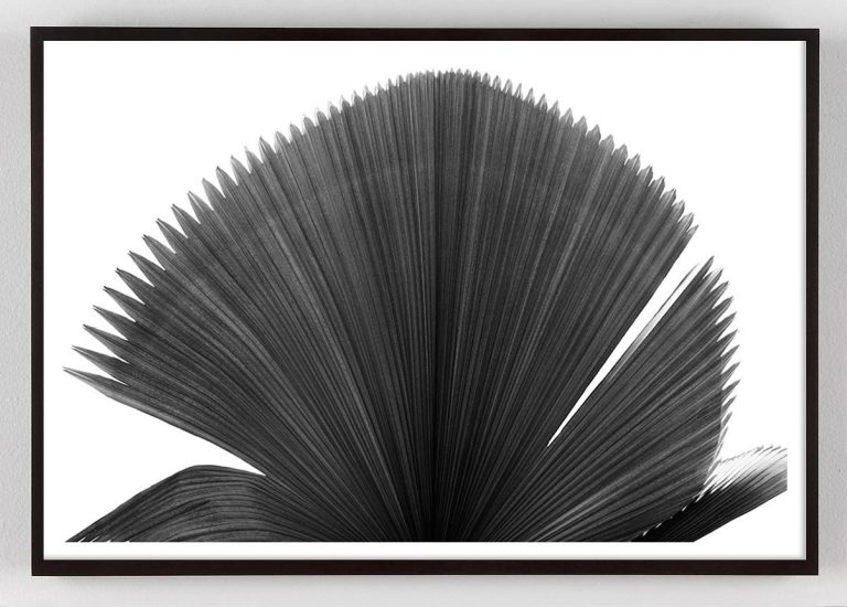 Black and White Palm Frond Art