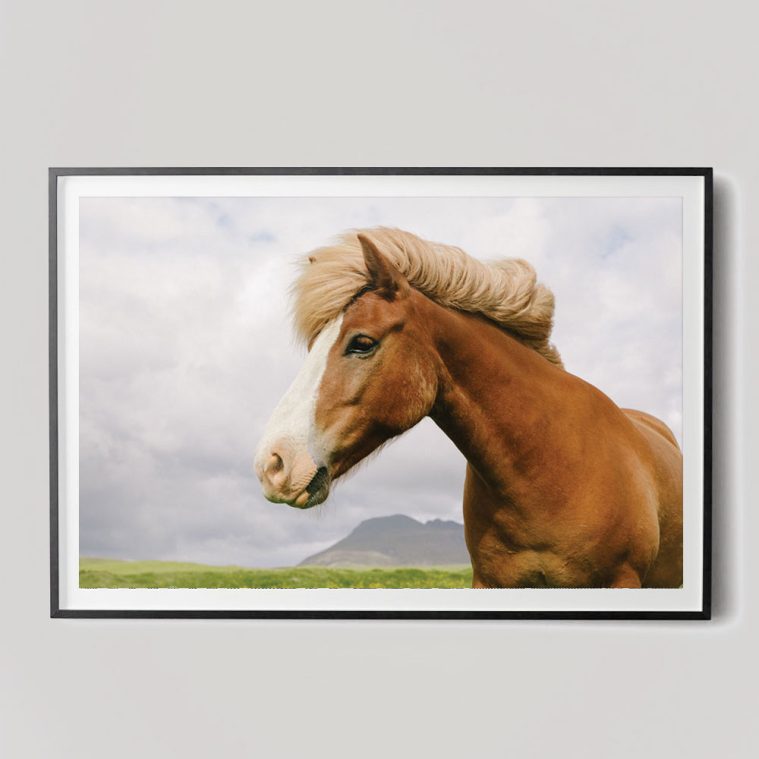 icelandic horse photograph