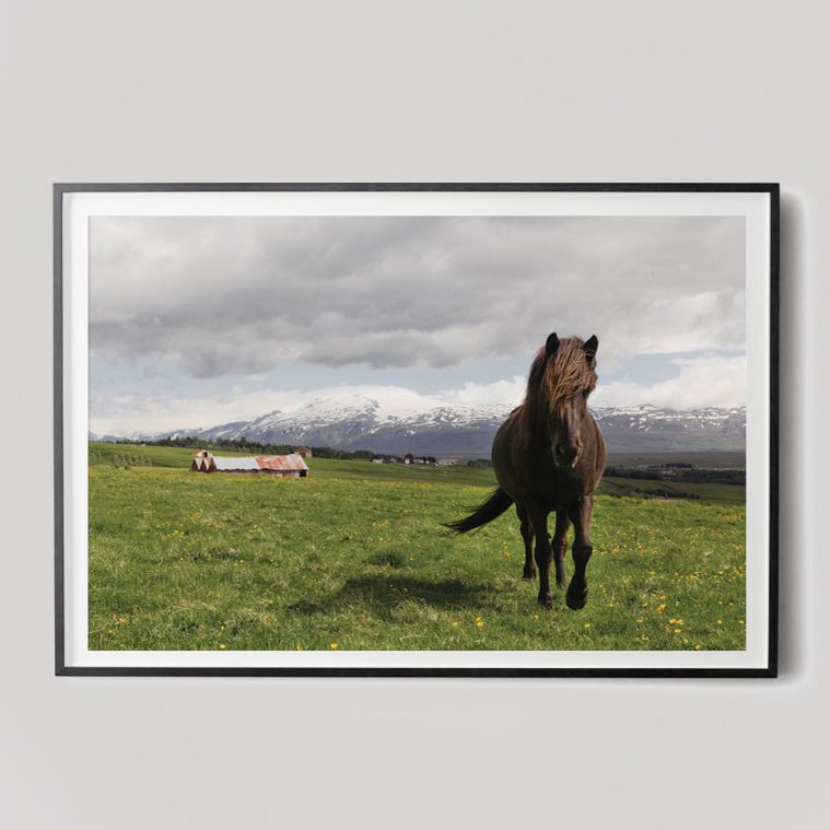 icelandic horse in landscape photograph
