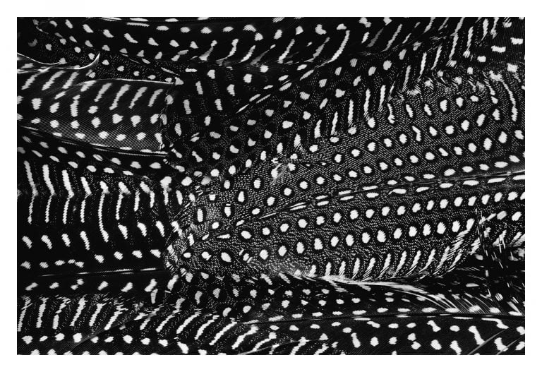 feather decor