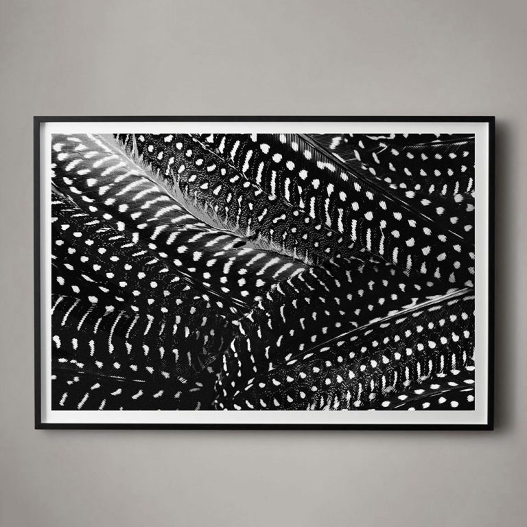 Plumes No. 3