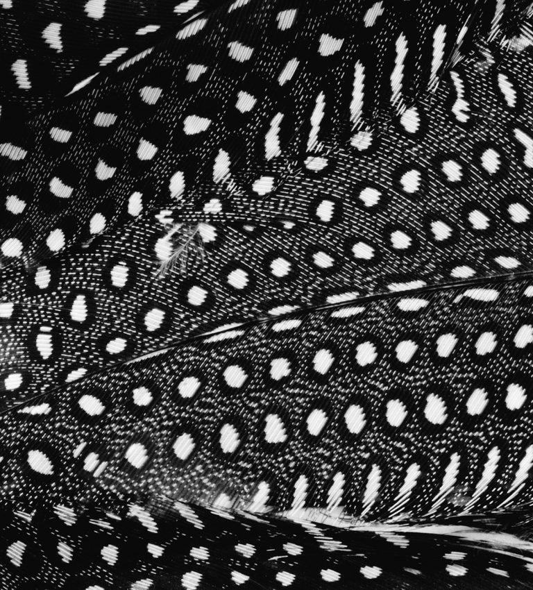 quill art
