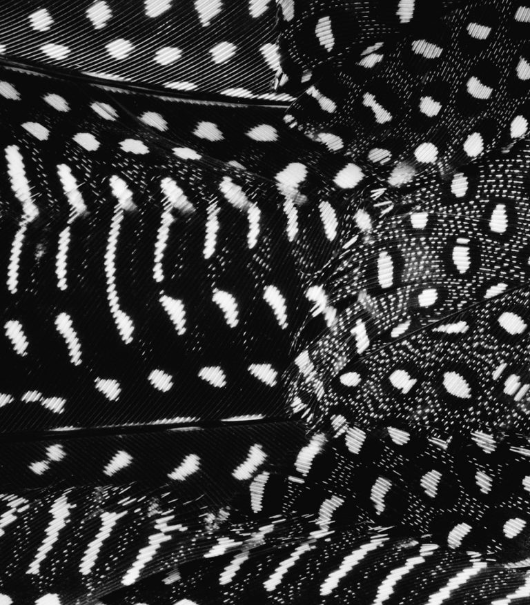 feather art detail