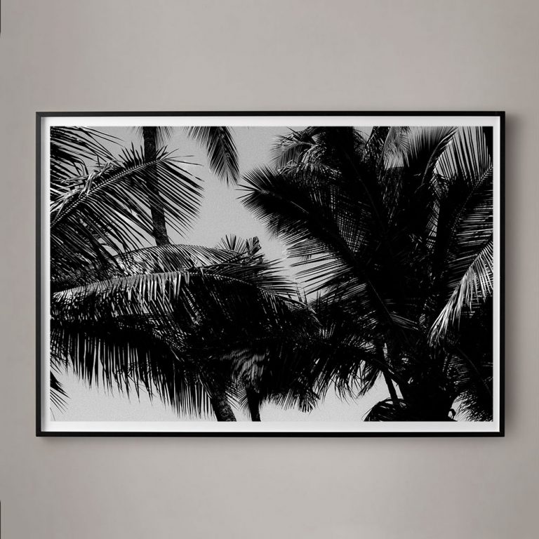 Palm Frames #1