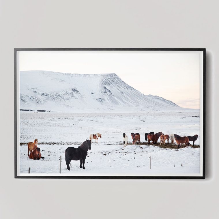 iceland horses photo