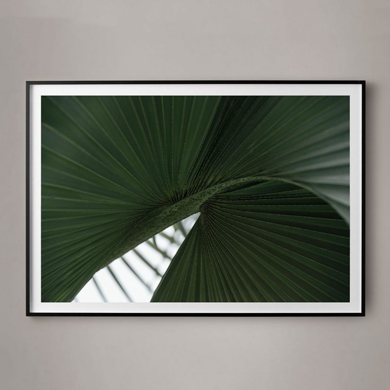 large plant photograph