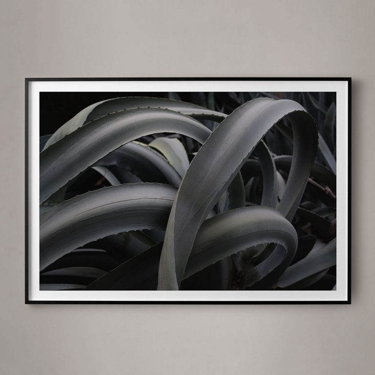 black and white succulent photograph