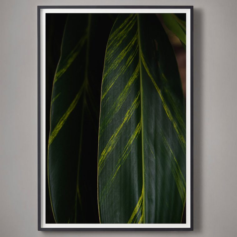 deep green tropical leaf color photograph