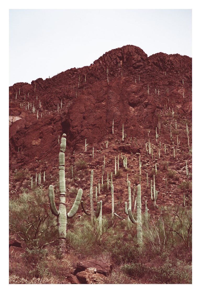 Sonoran No. 5 - Image 5