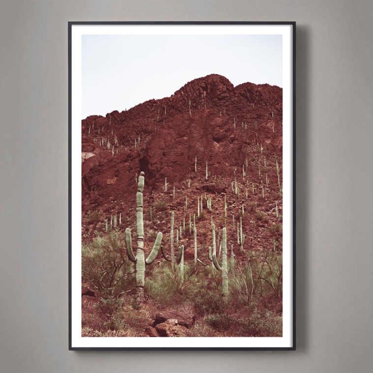suagaro desert landscape color photograph