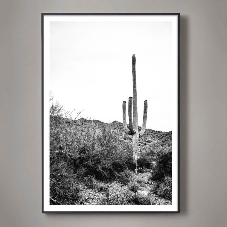 tucson saguaro cactus photograph