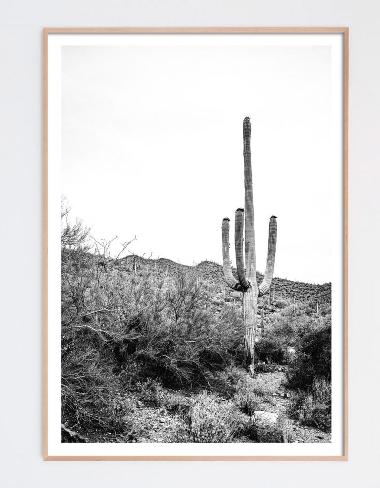 Sonoran No. 1 - Image 4