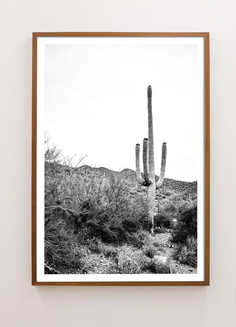 Sonoran No. 1 - Image 2