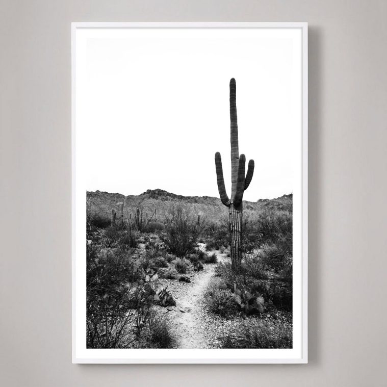 tucson saguaro cactus photograph