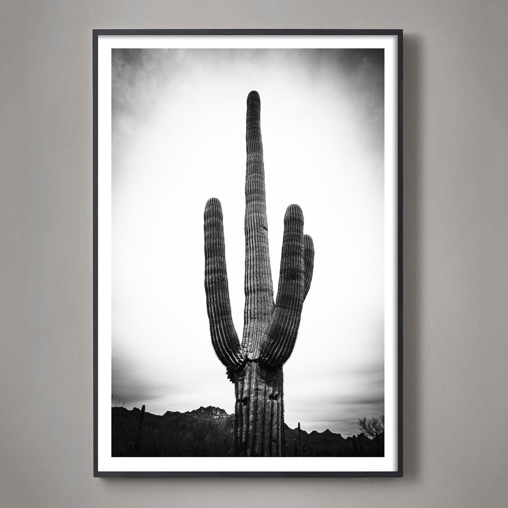 giant saguaro photograph