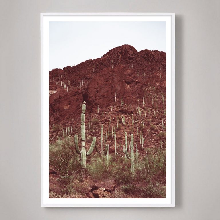 photograph of Sonoran desert in Tucson arizona