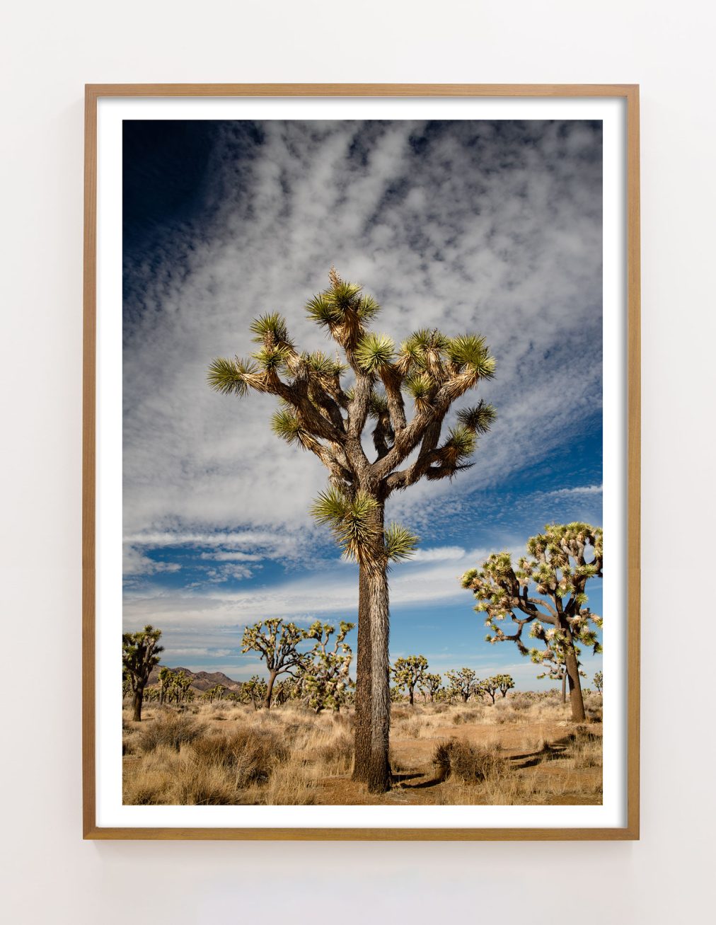 framed vertical joshua tree photograph