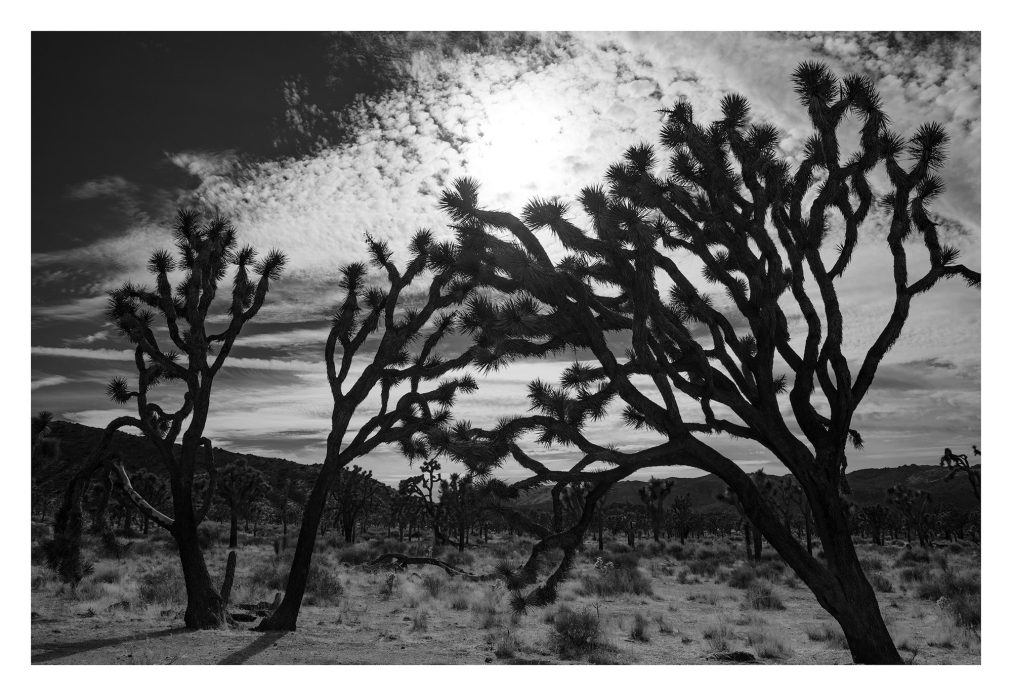 black and white joshua tree photograph