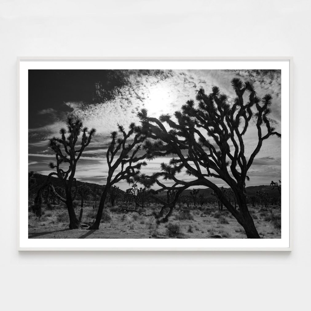 black and white joshua tree photograph