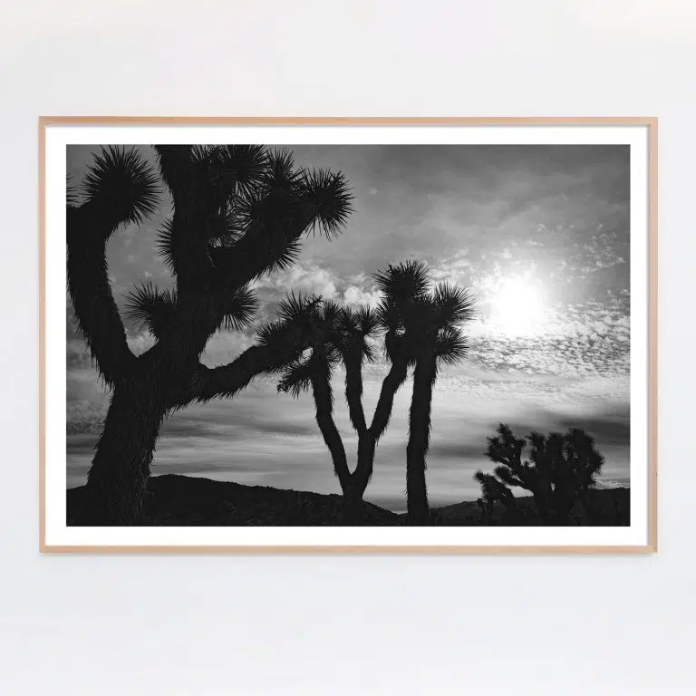 black and white joshua tree photograph