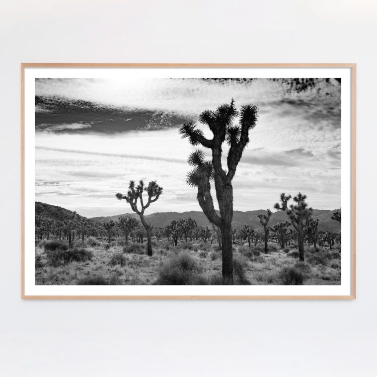 black and white joshua tree photograph for sale