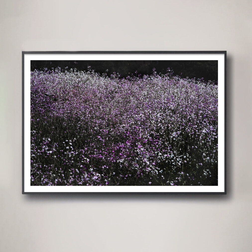 field of purple flowers landscape photograph