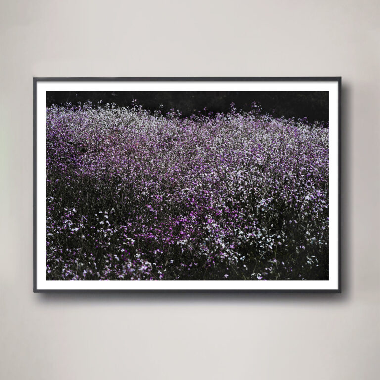 field of purple flowers landscape photograph