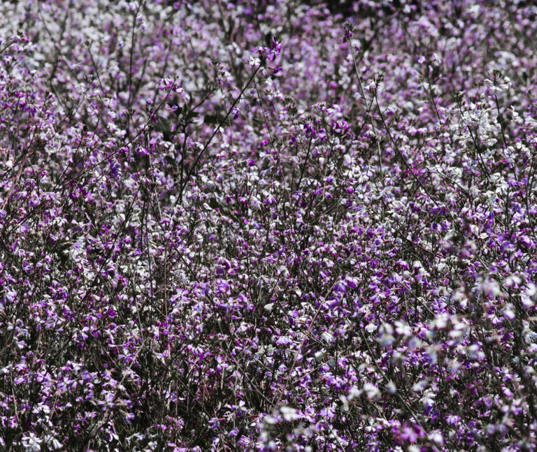 “Western Wildflowers Series, Entry #7” - Image 6