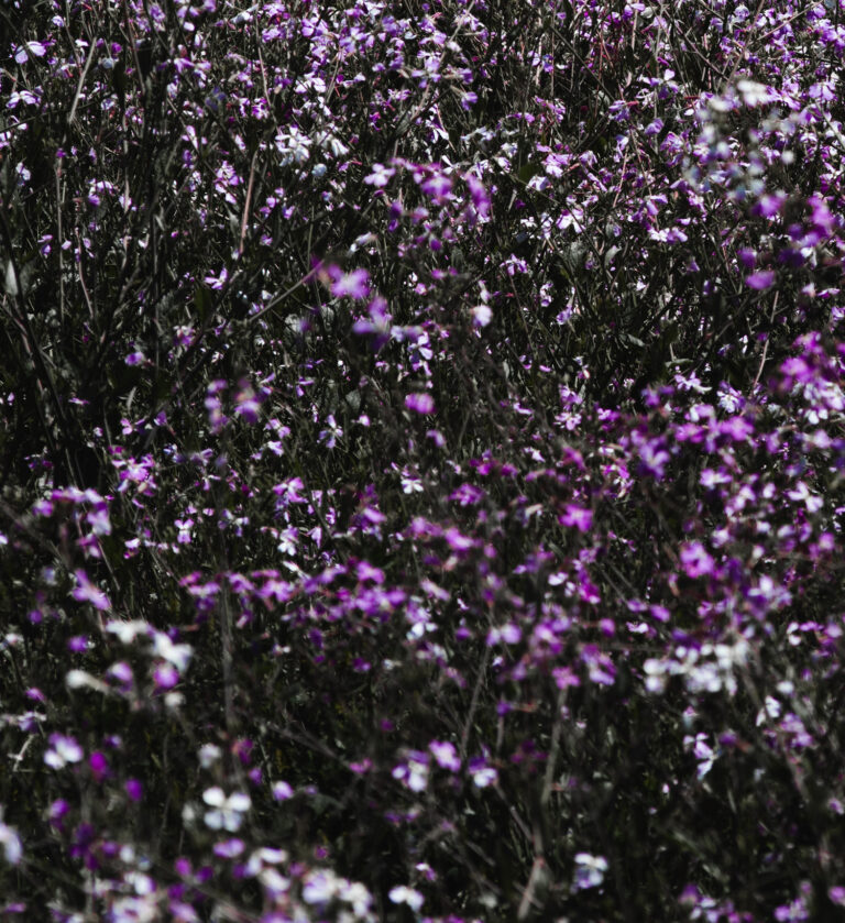 “Western Wildflowers Series, Entry #7” - Image 5