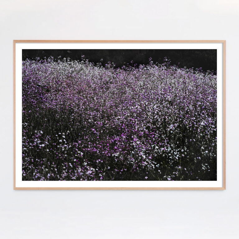 field of purple flowers landscape photograph