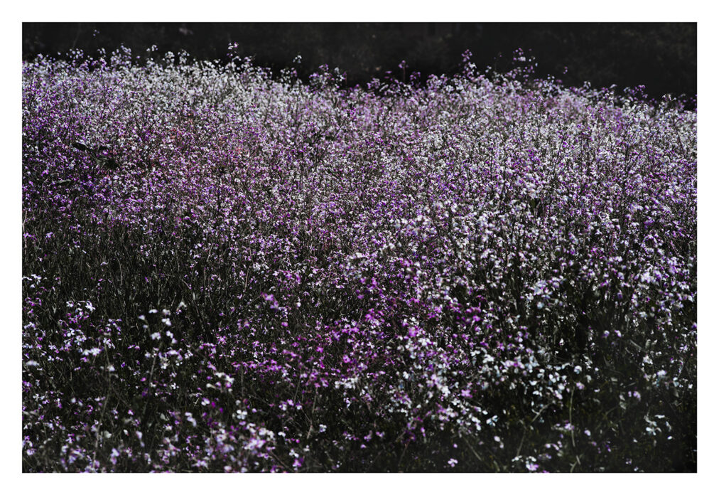 field of purple flowers landscape photograph