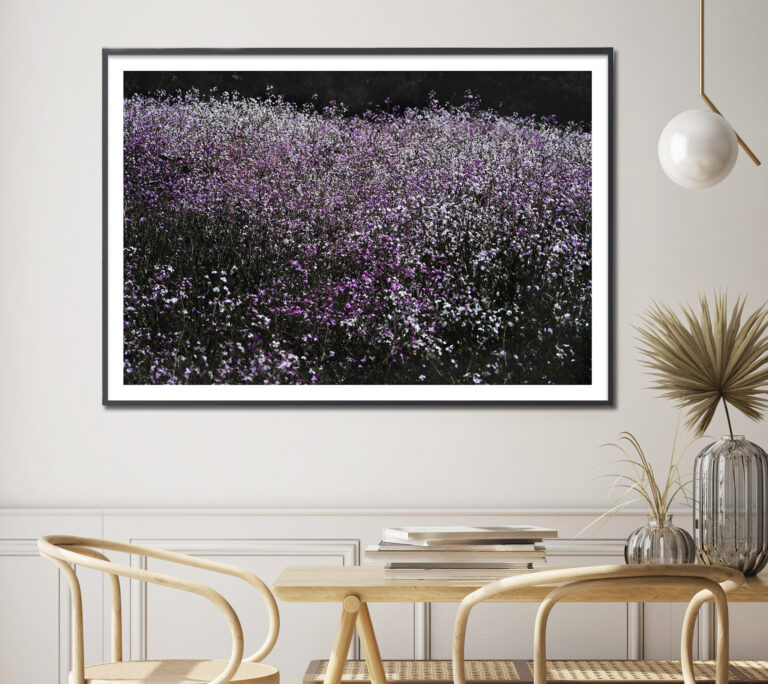 field of purple flowers landscape photograph