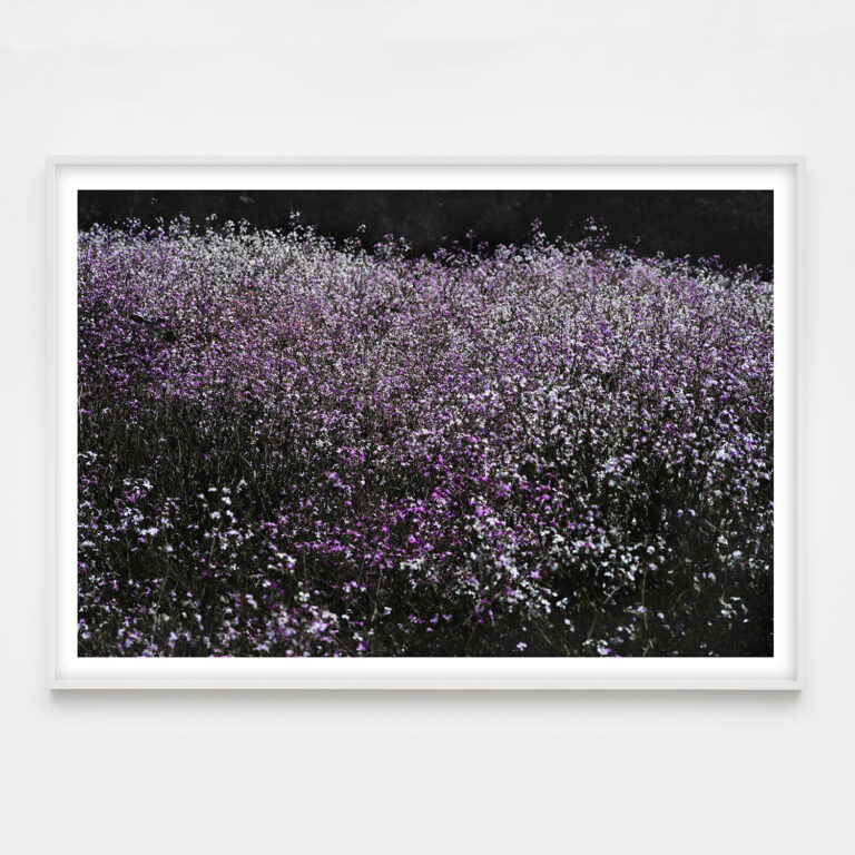 field of purple flowers landscape photograph